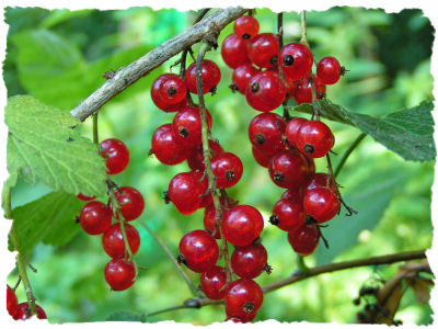 red currant jelly stools red currant jelly stools