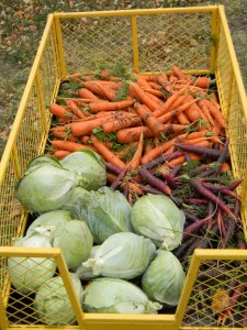 Alaskan harvest